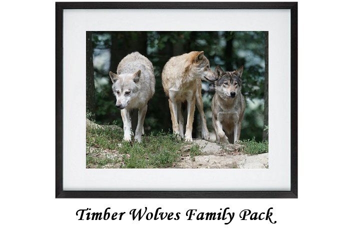 Timber Wolves Family Pack